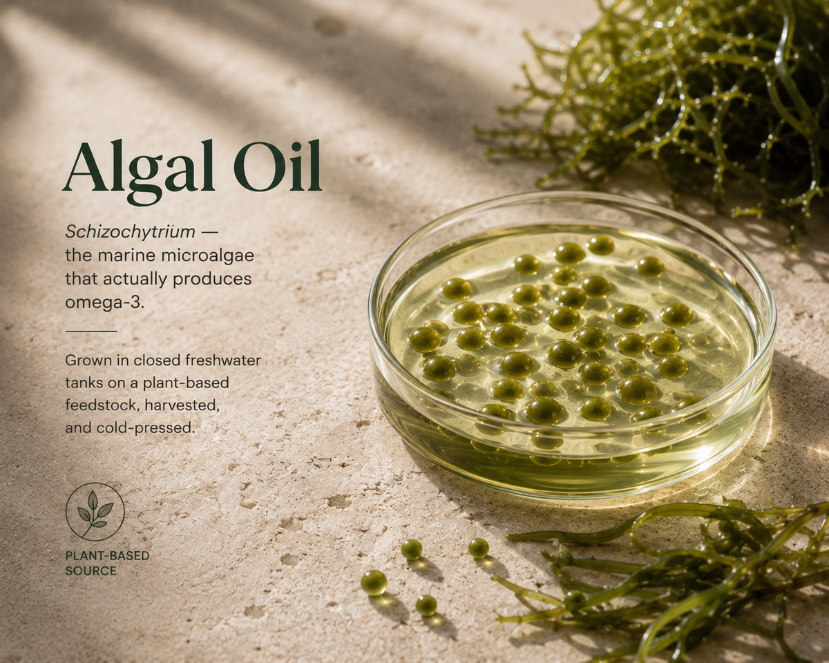 Omega-3 Algal Oil (Vegan EPA + DHA)